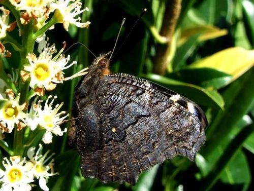 Aglais io