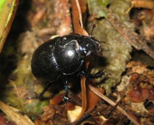 Anoplotrupes stercorosus