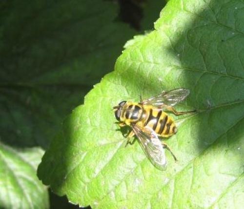 Myathropa florea