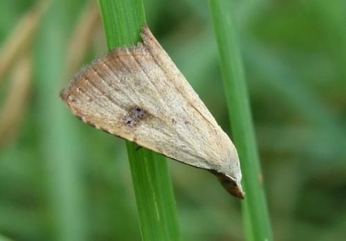 Réf. 47 306 : Rivula sericealis