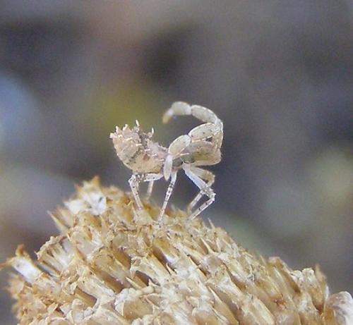 Centrocoris sp.