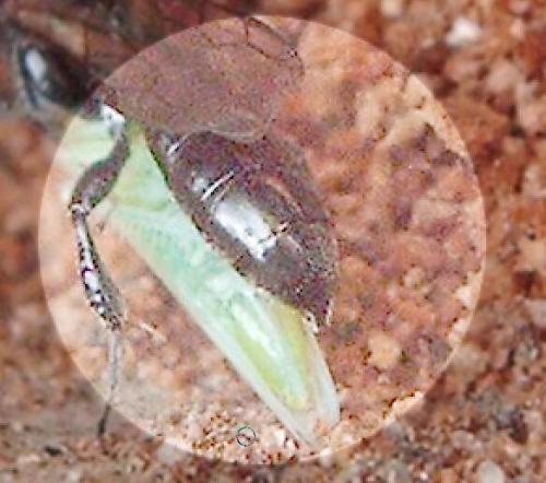 Crossocerus sp.