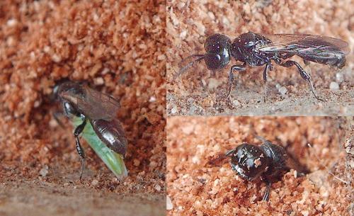 Crossocerus sp.