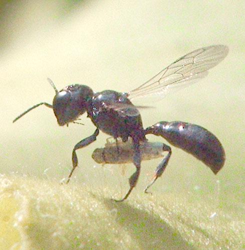 Crossocerus sp.