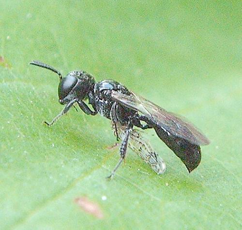 Crossocerus sp.