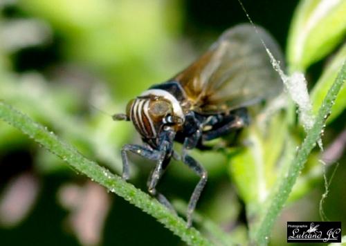 Criomorphus albomarginatus