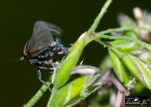 Criomorphus albomarginatus