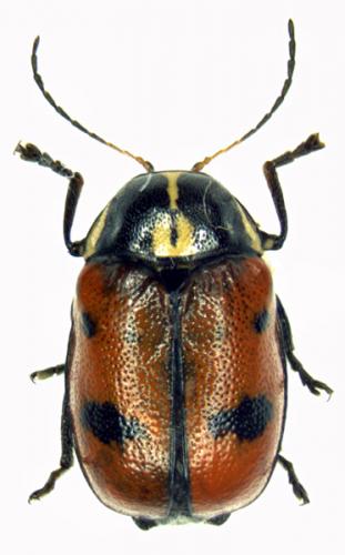 Réf. 47 433 : Cryptocephalus octopunctatus