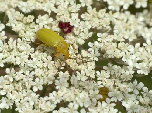 Réf. 47 847 : Cteniopus sulphureus
