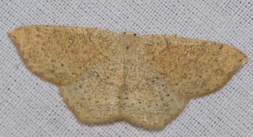 Réf. 47 908 : Cyclophora ruficiliaria