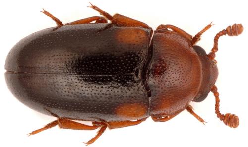 Dacne bipustulata