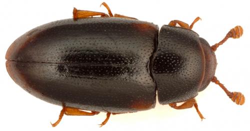 Dacne rufifrons