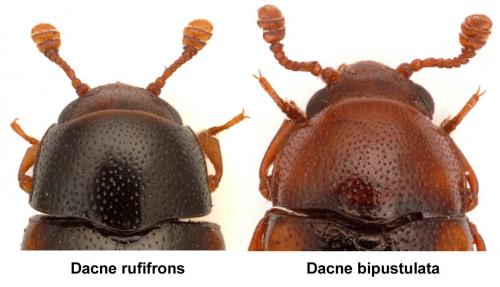 Dacne sp.