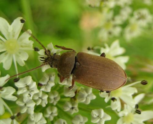 Dascillus cervinus