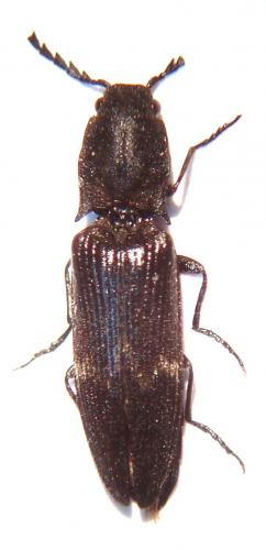 Réf. 47 670 : Diacanthous undulatus