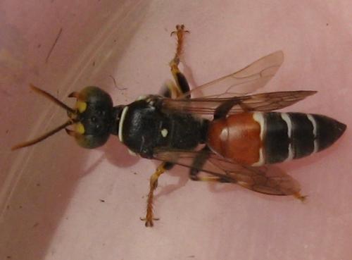 Harpactus elegans