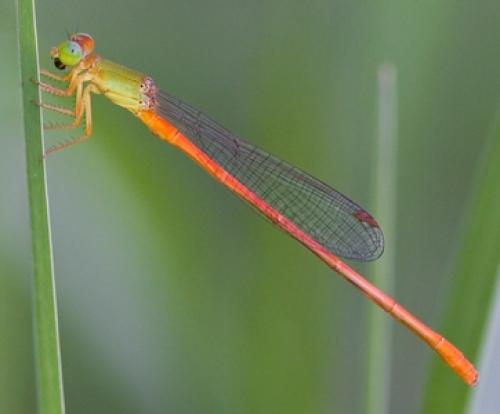Ceriagrion auranticum ryukyuanum