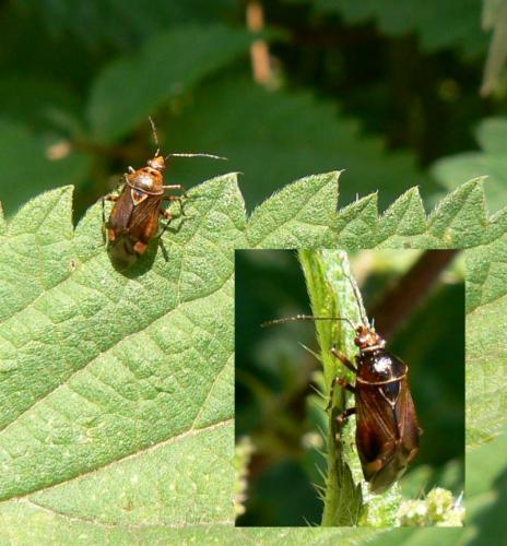 Deraeocoris flavilinea