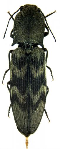 Réf. 47 152 : Diacanthous undulatus
