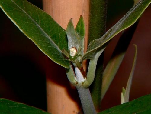 Ebrechtella tricuspidata