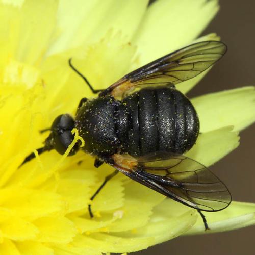 Usia aenea
