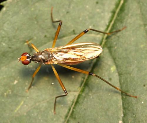 Réf. 47 316 : Neria cibaria