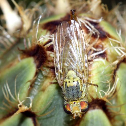 Terellia virens