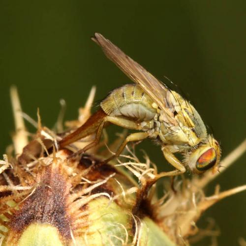Terellia virens