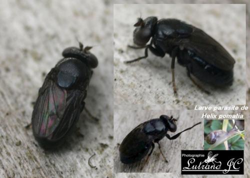 Discomyza incurva