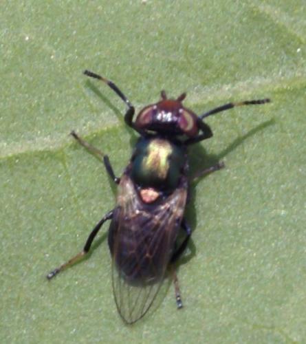 Réf. 47 065 : Physiphora alceae