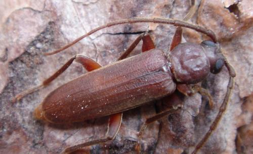 Arhopalus syriacus