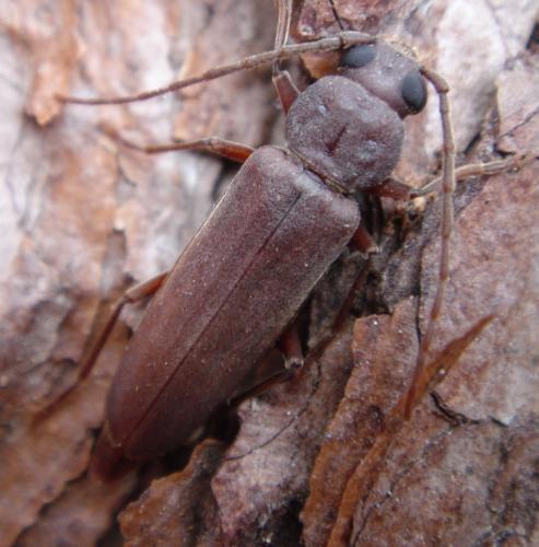 Arhopalus syriacus