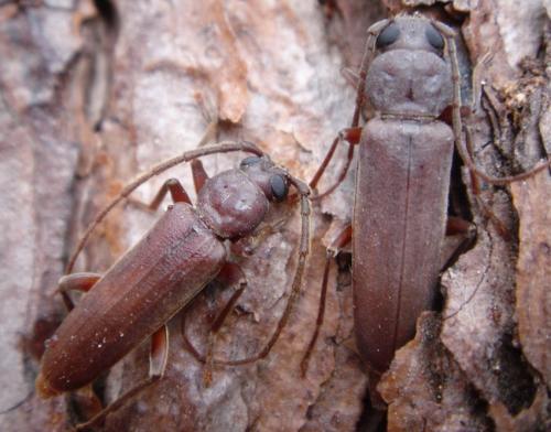 Arhopalus syriacus