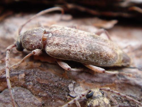 Réf. 47 963 : Trichoferus griseus