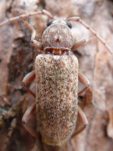 Réf. 47 961 : Trichoferus griseus