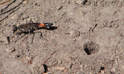 Ammophila sabulosa