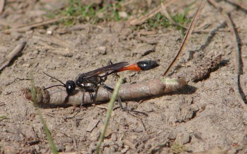 Ammophila sabulosa