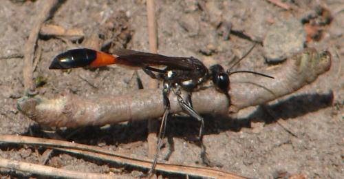 Ammophila sabulosa