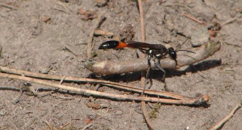 Ammophila sabulosa