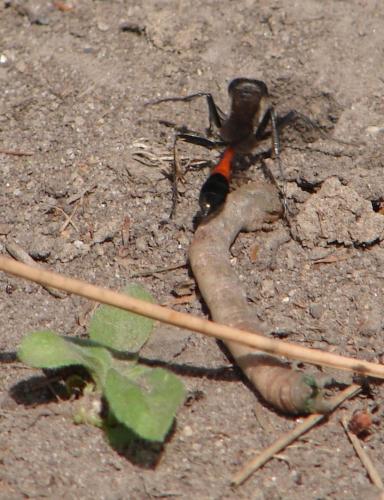Ammophila sabulosa