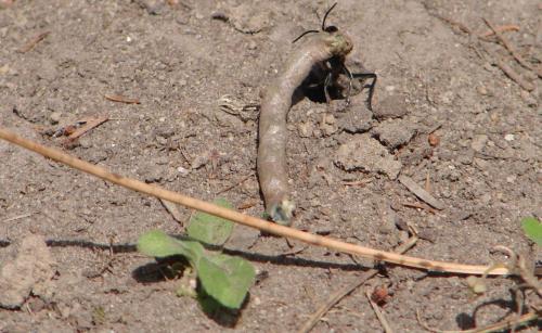 Ammophila sabulosa