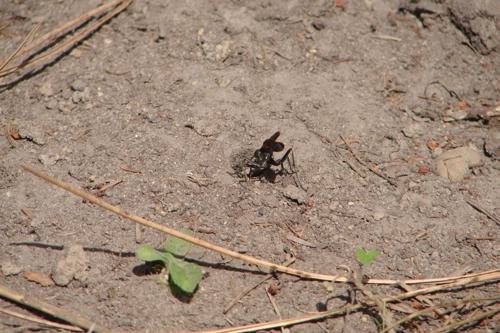Ammophila sabulosa