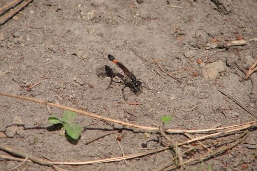 Ammophila sabulosa
