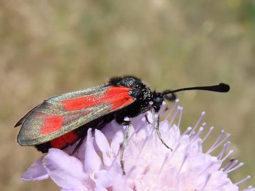 Réf. 47 310 : Zygaena sarpedon