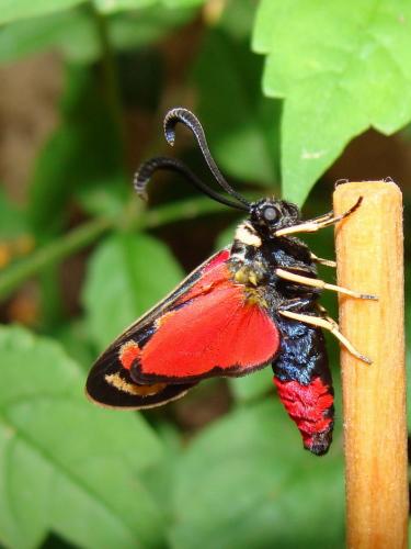 Zygaena occitanica
