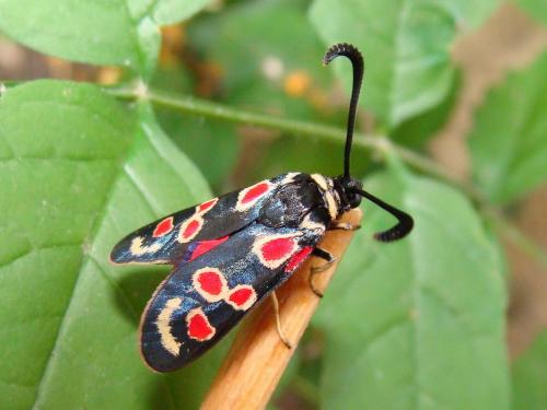 Zygaena occitanica