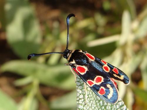 Zygaena occitanica