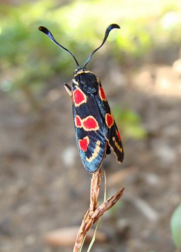 Zygaena occitanica