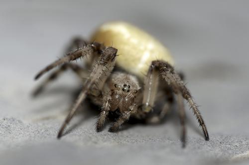 Araneus quadratus