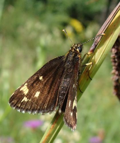 Heteropterus morpheus